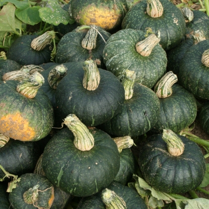 Picture of Winter Squash Kabocha Green Large F1 (Agm)